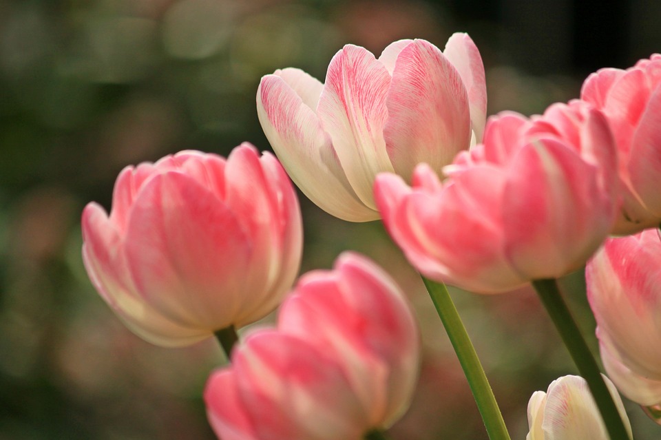 Bouquets et jardins – Faites pousser les plus belles fleurs chez vous